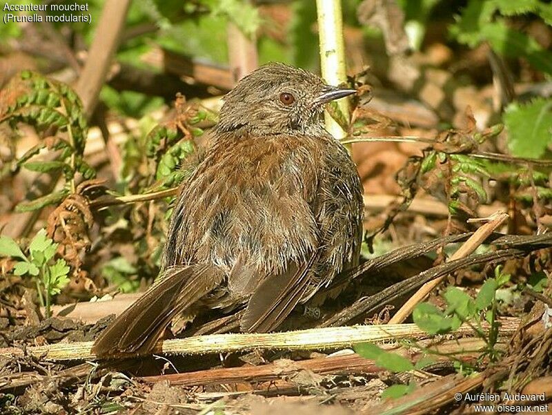 Dunnock