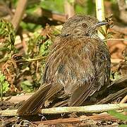 Dunnock