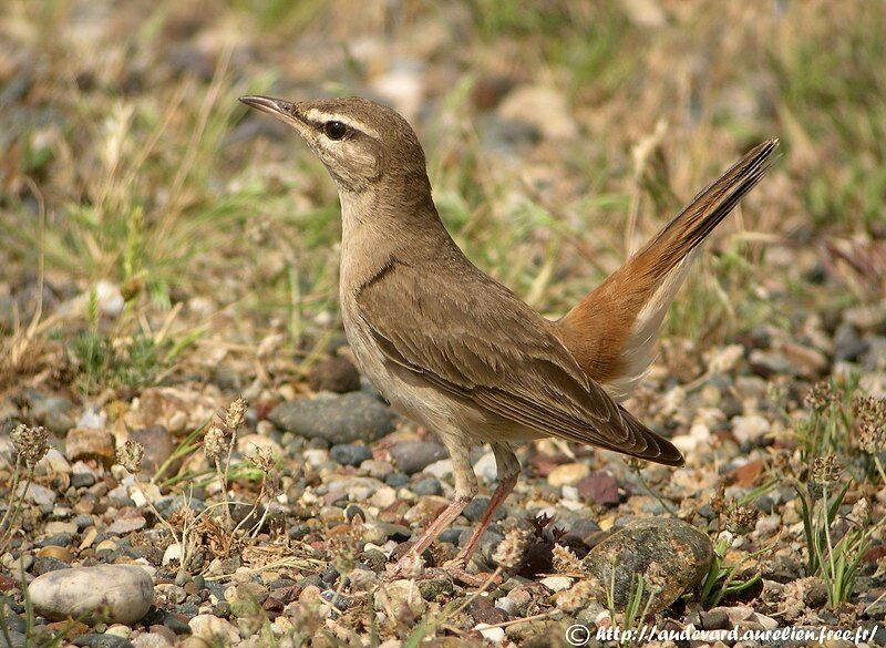 Rufous-tailed Scrub Robin