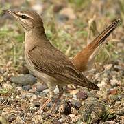 Rufous-tailed Scrub Robin