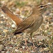 Rufous-tailed Scrub Robin