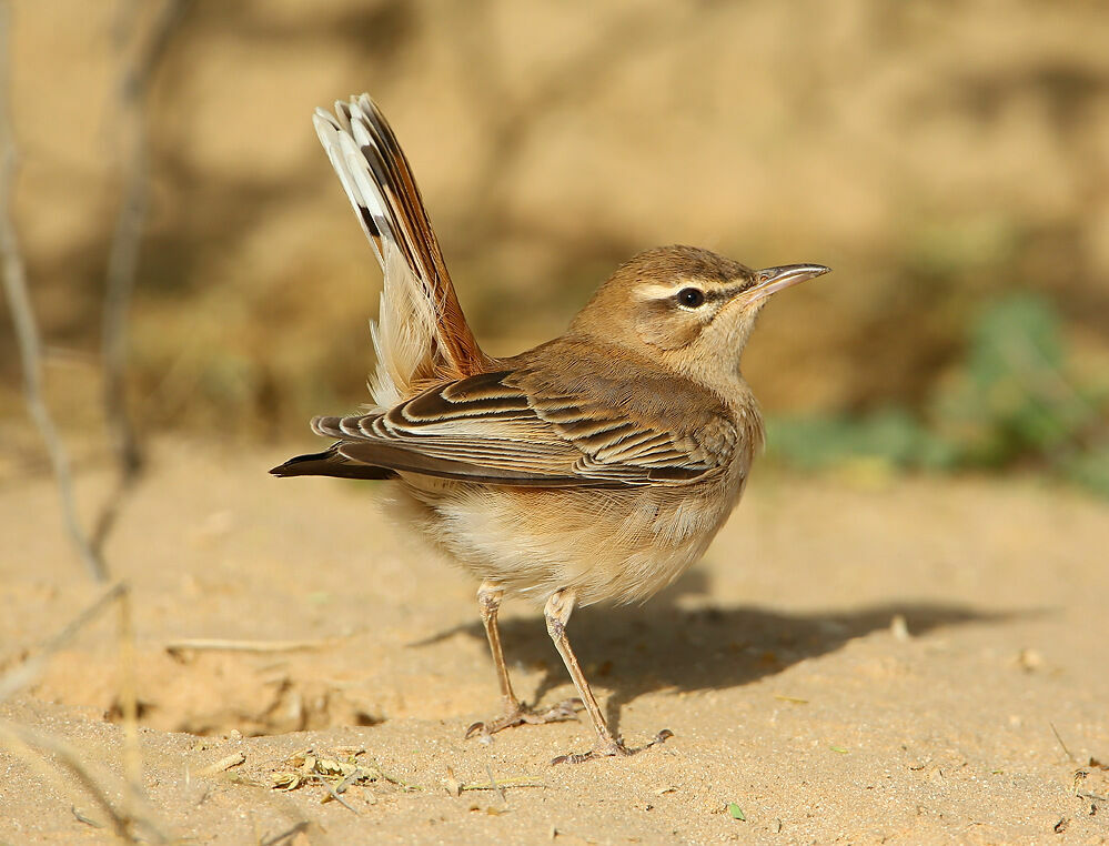 Rufous-tailed Scrub Robin