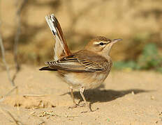 Rufous-tailed Scrub Robin