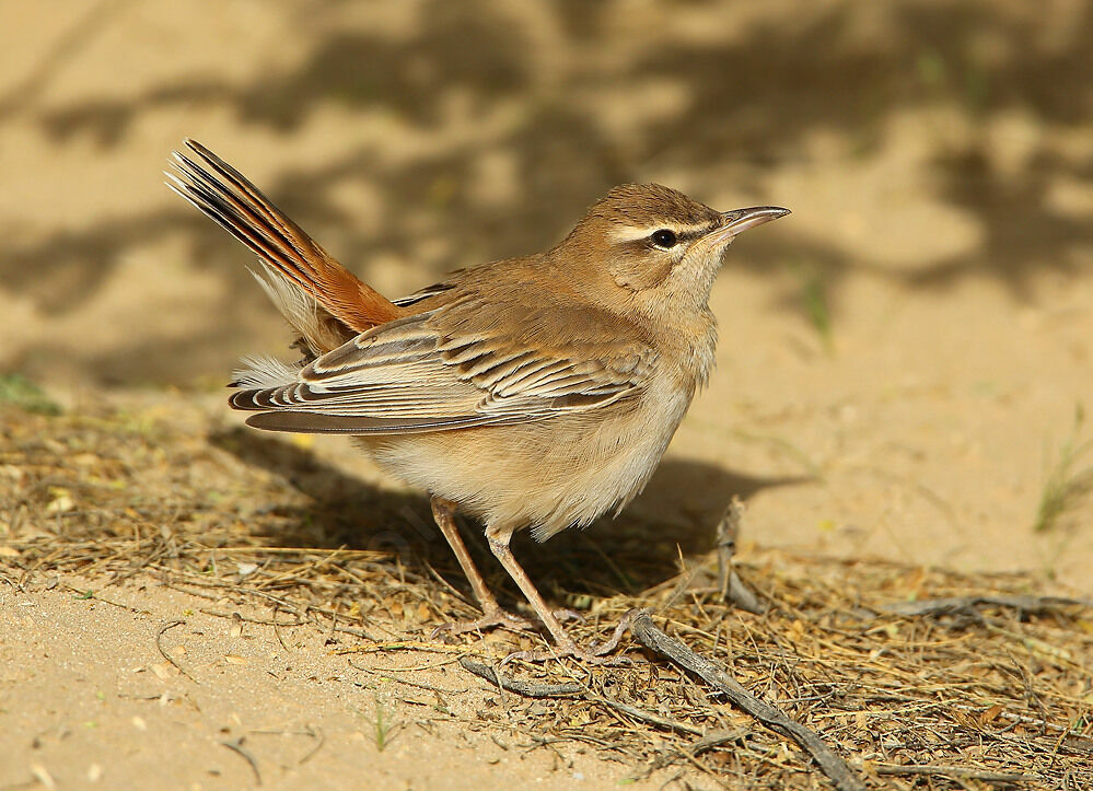 Rufous-tailed Scrub Robin