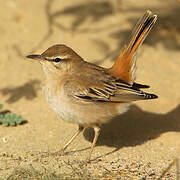 Rufous-tailed Scrub Robin