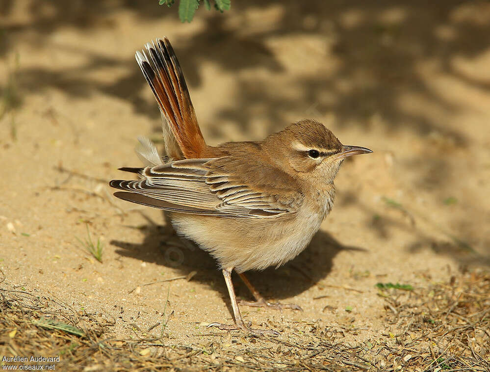 www.oiseaux.net