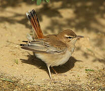 Rufous-tailed Scrub Robin