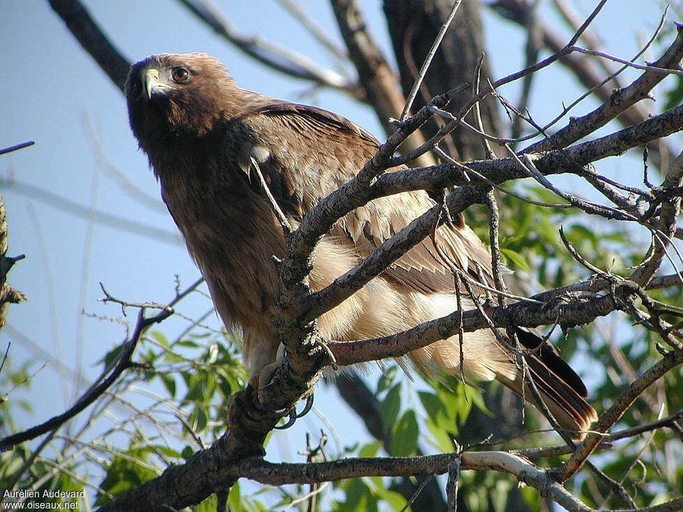 Aigle bottéadulte, identification