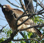 Booted Eagle