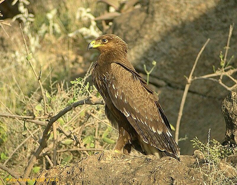 Greater Spotted Eagle