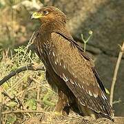 Greater Spotted Eagle