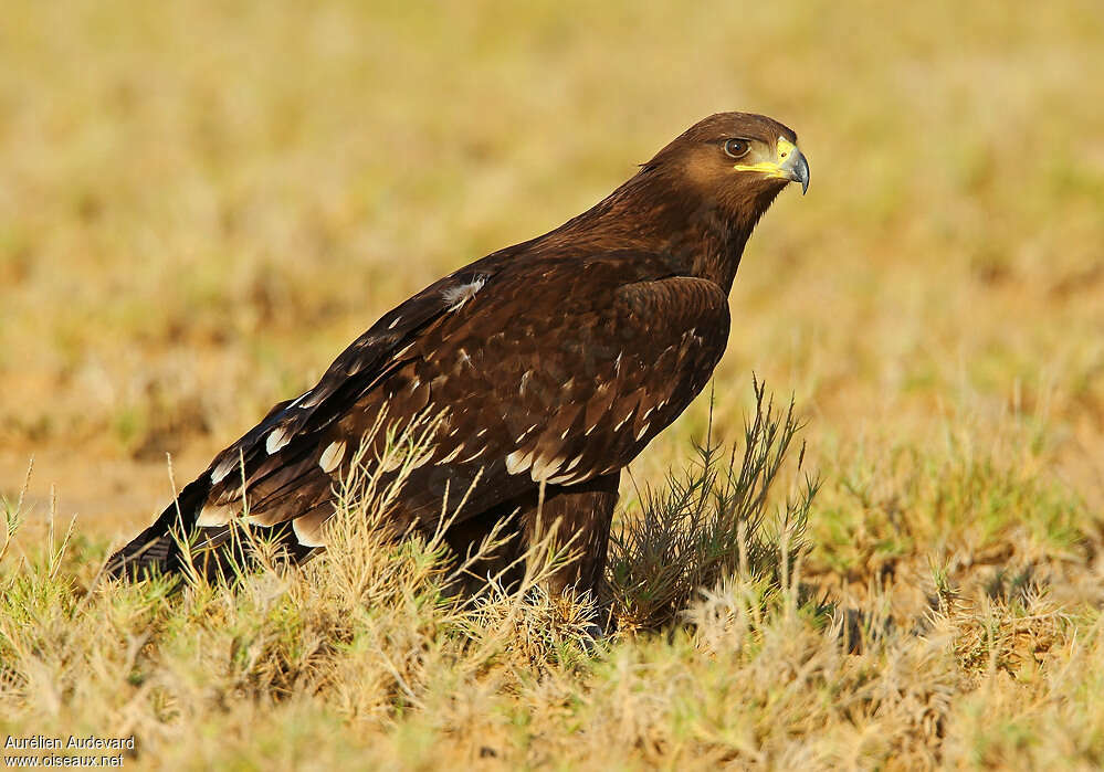 Greater Spotted EagleFirst year, identification