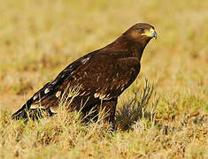 Greater Spotted Eagle