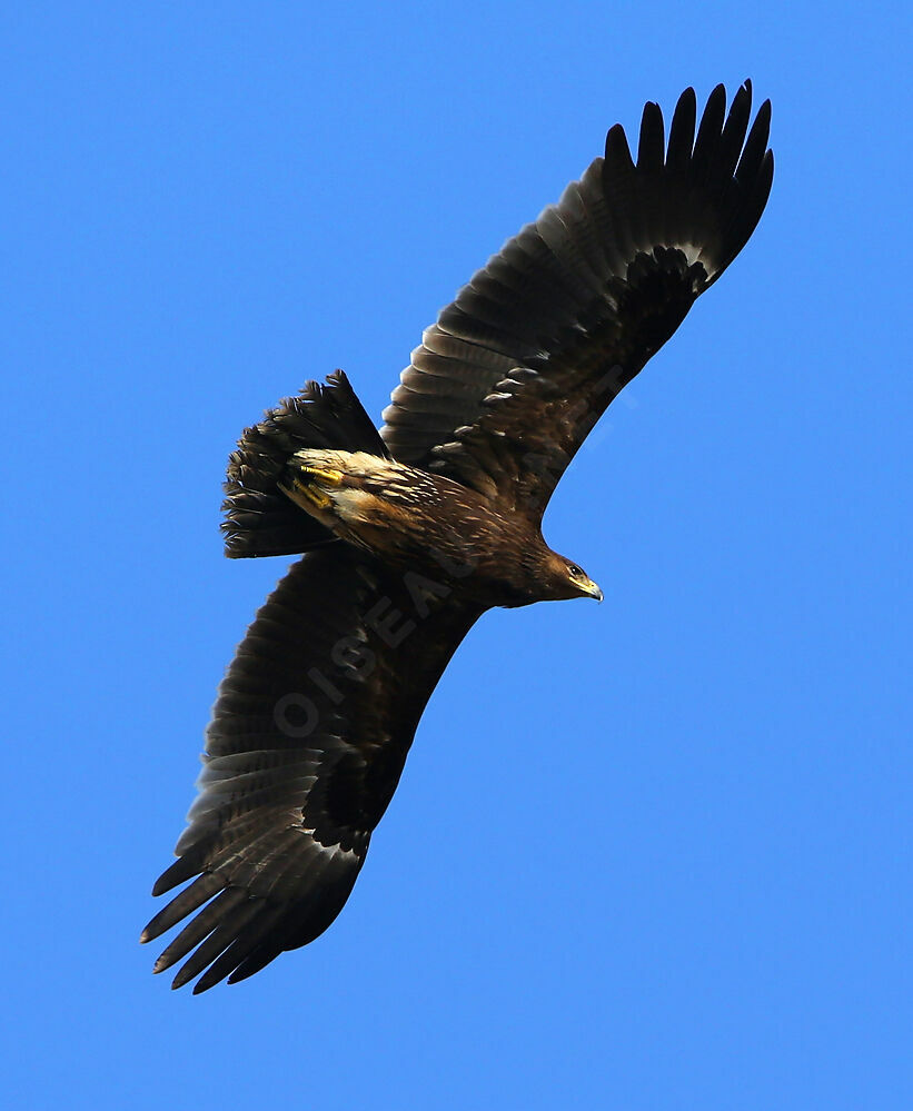 Aigle criard1ère année, Vol