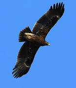 Greater Spotted Eagle