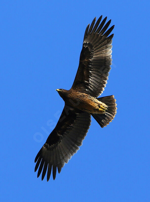 Aigle criard1ère année, Vol