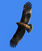 Aigle criard