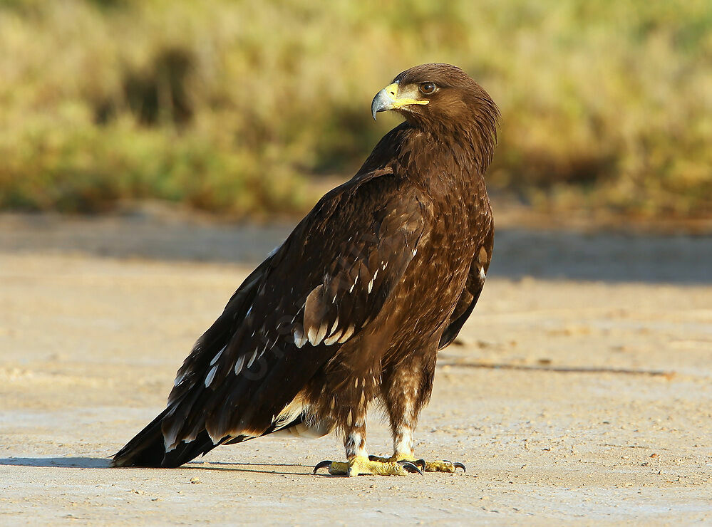 Aigle criard