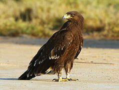 Greater Spotted Eagle