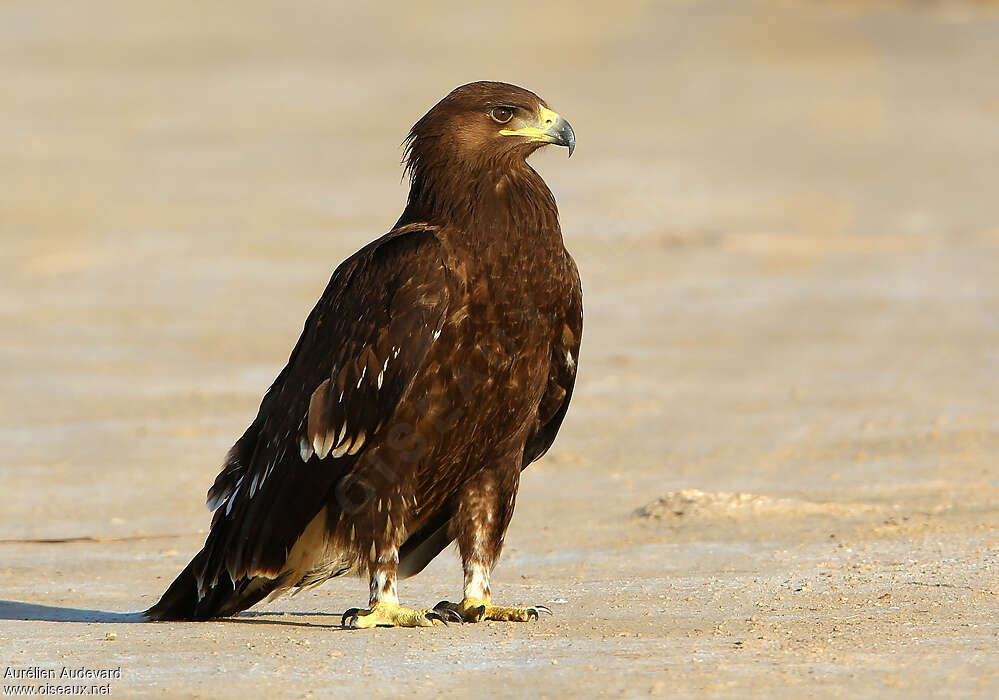 Aigle criard1ère année, identification