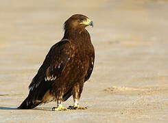 Greater Spotted Eagle