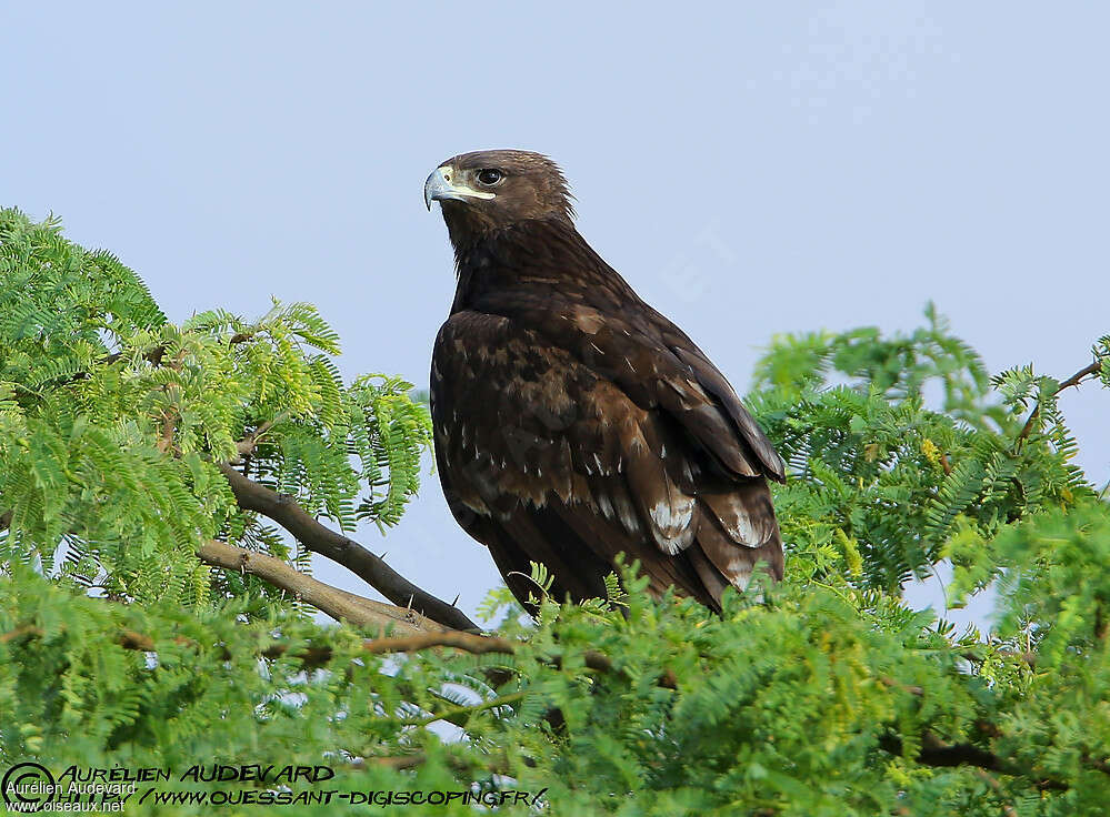 Greater Spotted Eagleimmature, identification