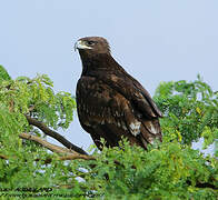 Aigle criard