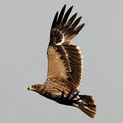 Steppe Eagle