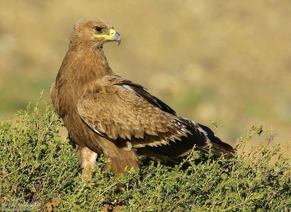 Aigle des steppesimmature, identification