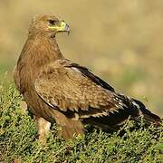 Aigle des steppes