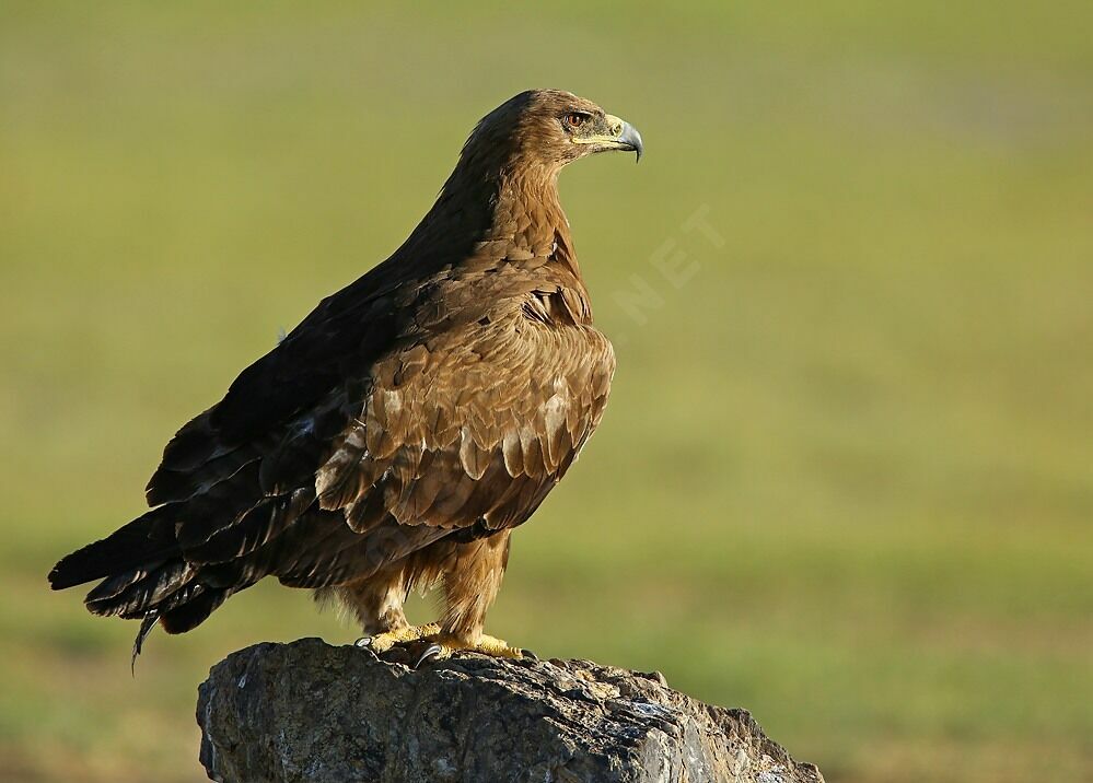 Aigle des steppessubadulte