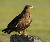 Steppe Eagle