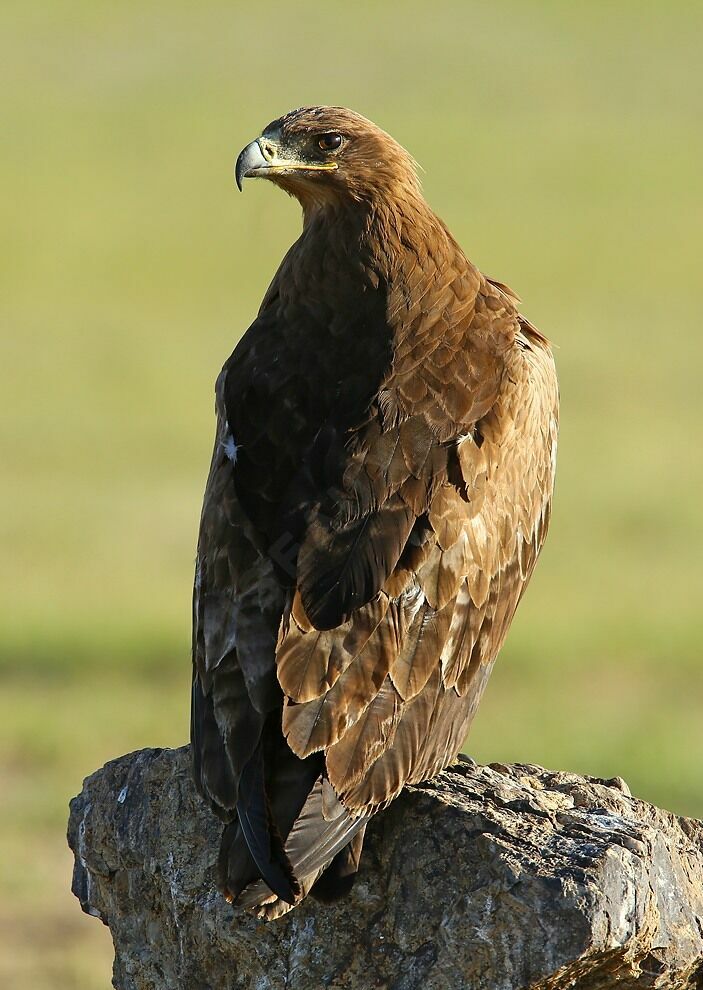 Aigle des steppessubadulte, identification