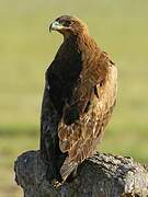 Steppe Eagle