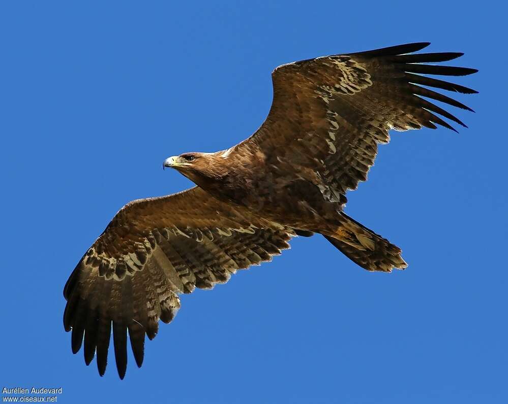 Steppe Eagleimmature, Flight