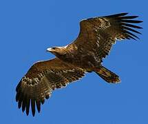 Steppe Eagle