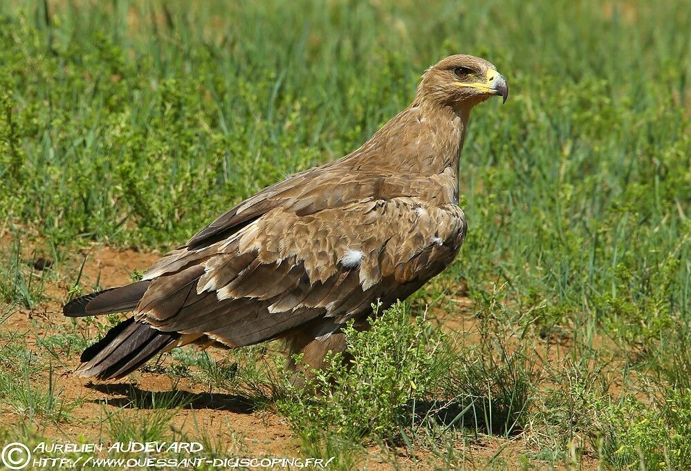 Aigle des steppes