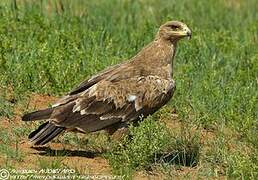 Steppe Eagle