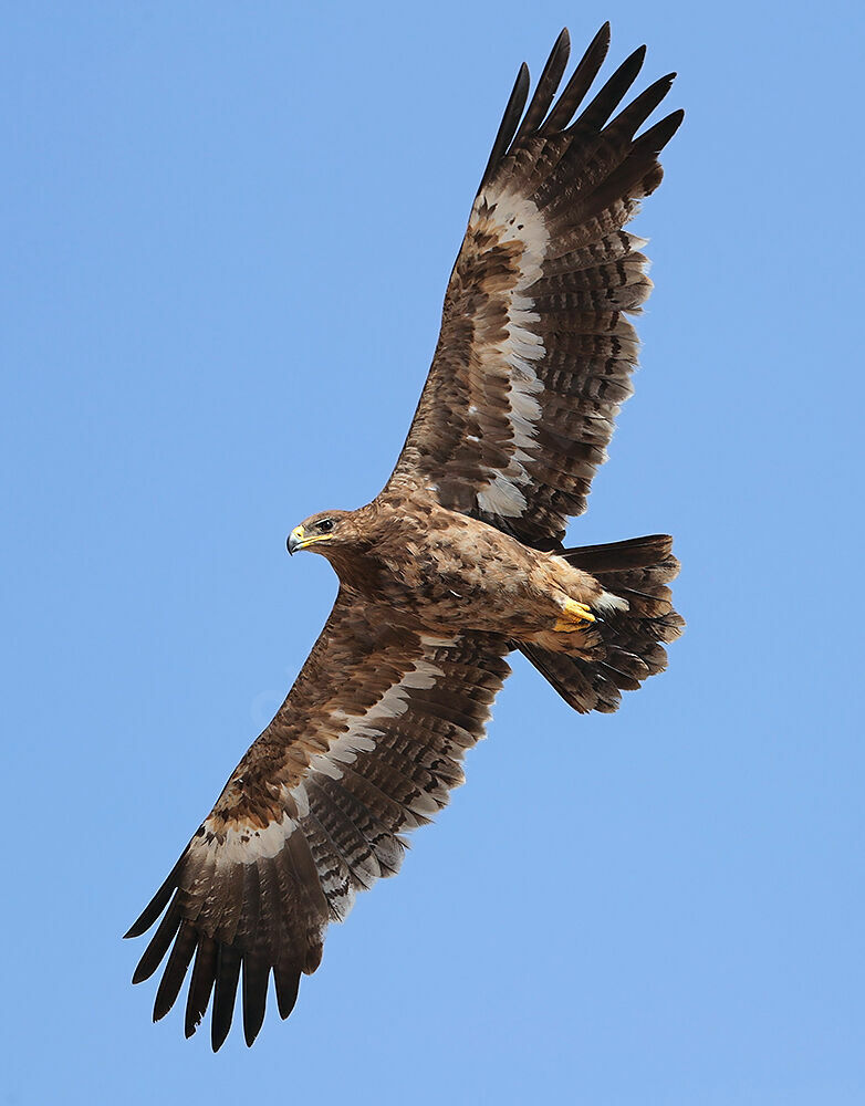 Aigle des steppes3ème année, identification