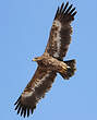 Aigle des steppes