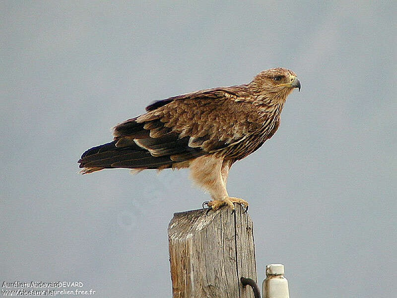 Aigle impérial2ème année, identification