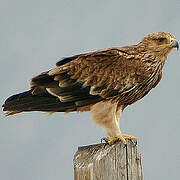 Eastern Imperial Eagle