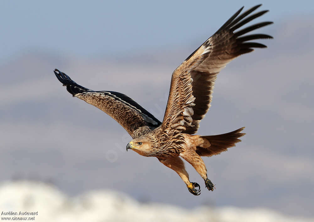 Aigle impérial1ère année, Vol