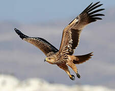 Eastern Imperial Eagle