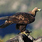 Aigle royal