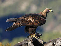 Aigle royal