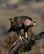 Aigle royal