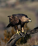 Aigle royal