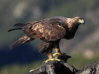 Aigle royal