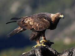 Aigle royal